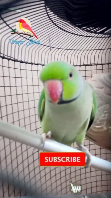 green parrot 🦜 ||#waqarbirds #greenparrot смотреть онлайн