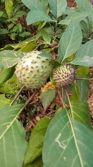 dhatura🌸🌸 смотреть онлайн