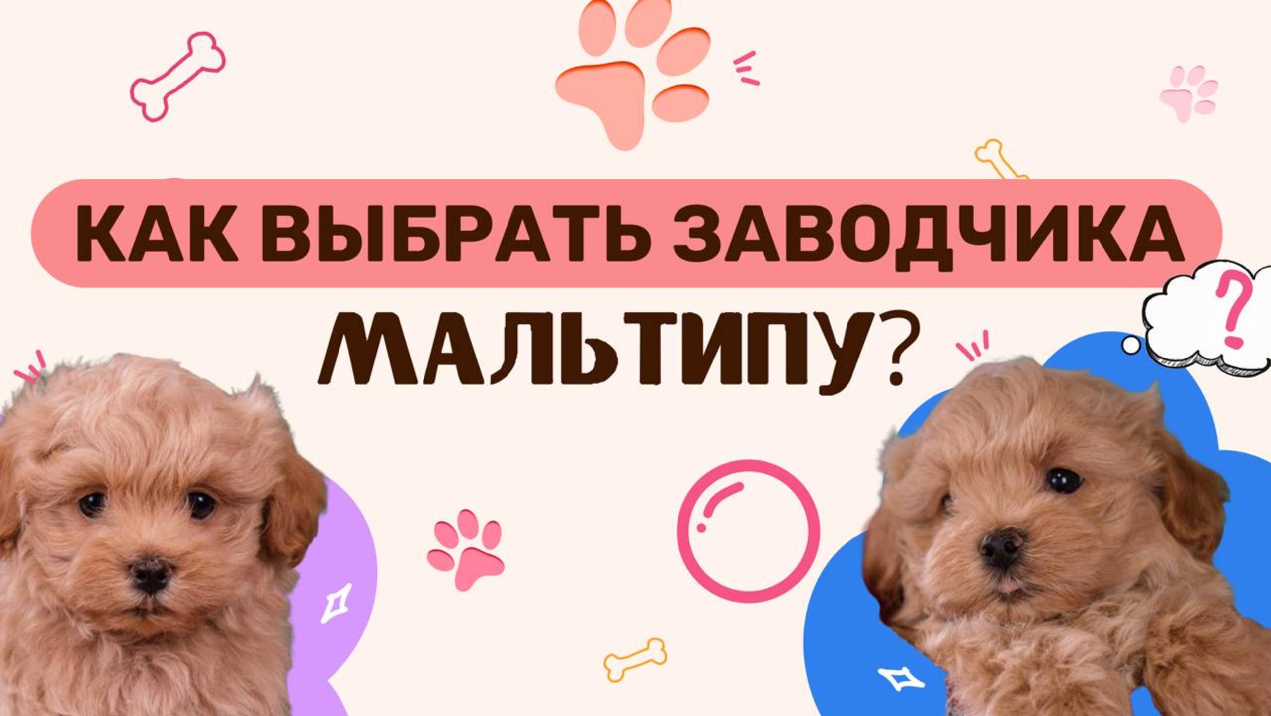 Как выбрать заводчика Мальтипу?