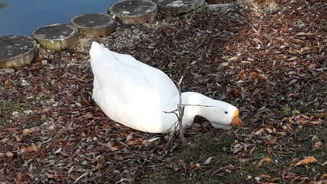 Гусь. Сад Будущего смотреть онлайн