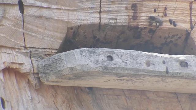 вторая колода