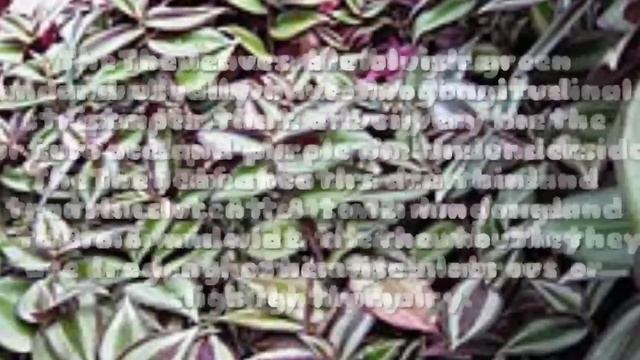 Tradescantia Zebrina (Wandering Jew Plant) смотреть онлайн