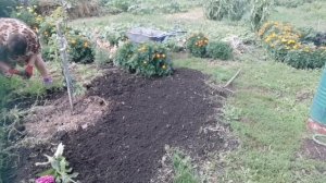 Посадка клевера быстро без заморочек.