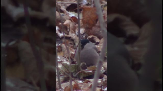 Самка снегиря. смотреть онлайн