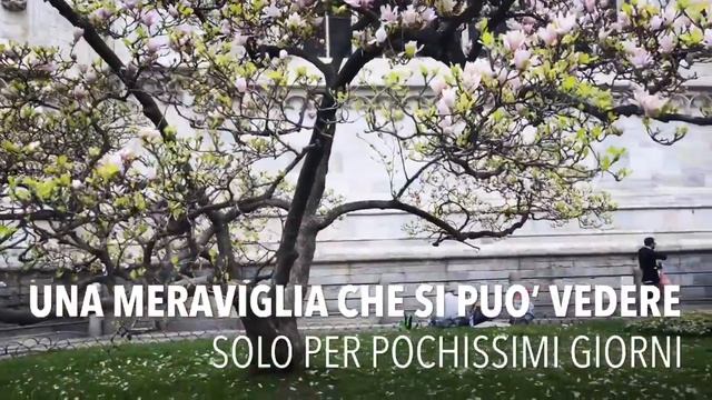 Magnolie Duomo Fiorite Primavera 2018
