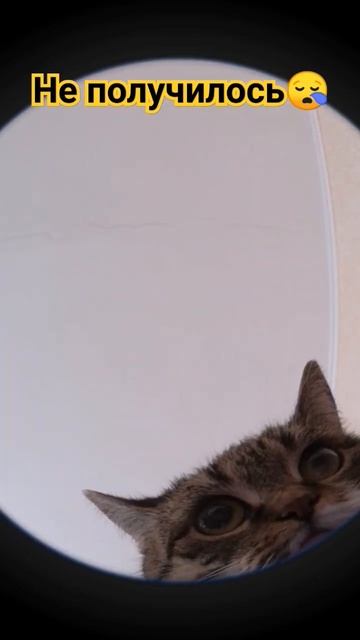 У меня кошка не любит на руках #поставьлайк #рек #подпишись #wildcraft #шиншилла #залети #вилд #202