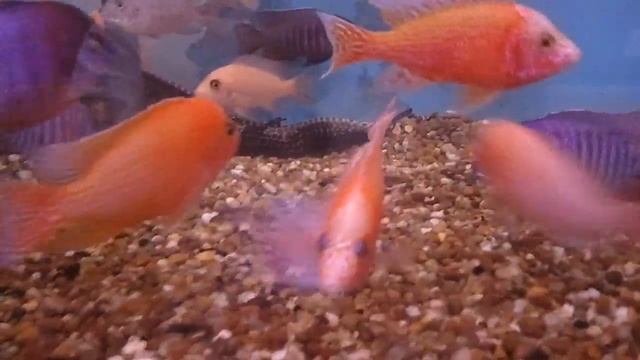 Aulonocara firefish and firefish " Ice" смотреть онлайн