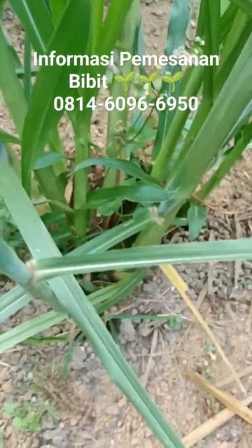 Rumput Biovitass adalah salah satu Primadona akan ketahanan pertumbuhan nya di Musim Kemarau 🌱🌱🌱 смотреть онлайн
