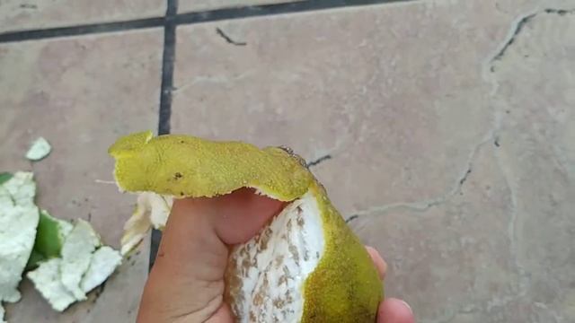 Tropical Tangelo (Citrus x tangelo) in Borneo смотреть онлайн