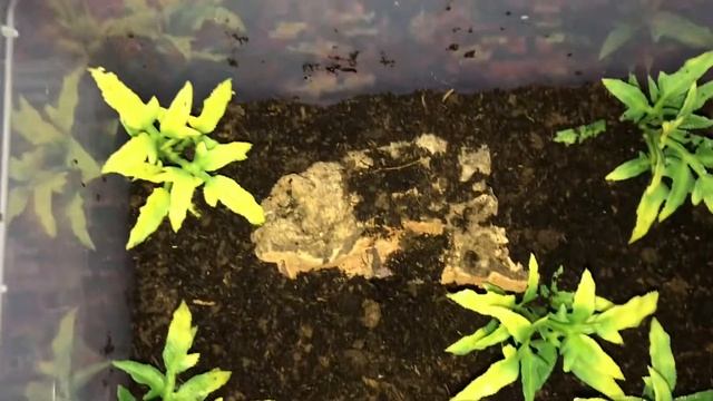 Cyriocosmus ritae update.