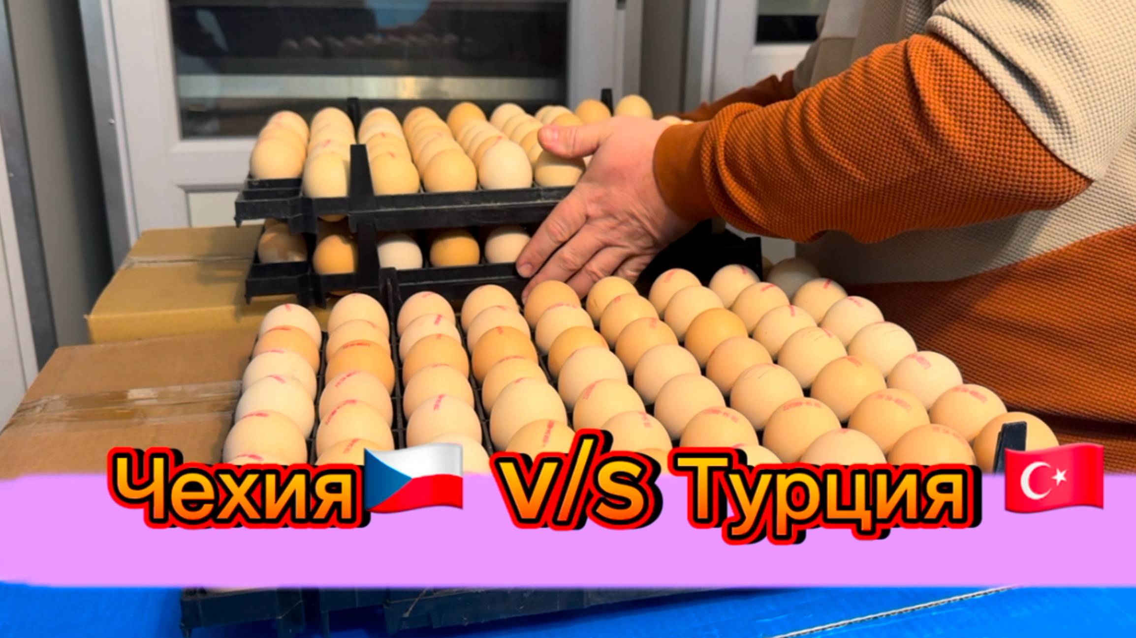 Турция или Чехия. Проверяем оплодность яйца. Pak Tavuk. Турецкий бройлер.