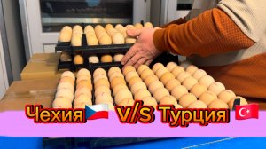 Турция или Чехия. Проверяем оплодность яйца. Pak Tavuk. Турецкий бройлер.