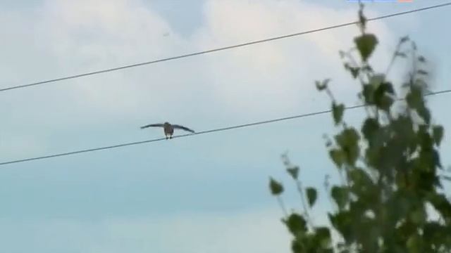 Наука 2 0 Дрессировка животных смотреть онлайн