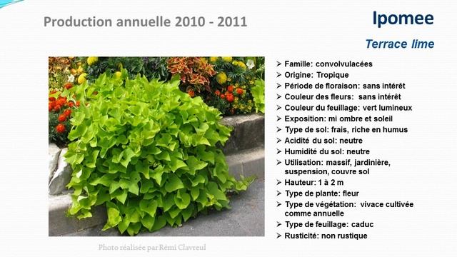Conseils jardinage :Ipomée Terrace lime: fiche technique plante annuelle смотреть онлайн