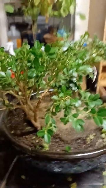 Transplanting a boxwood specimen and training for bonsai. смотреть онлайн