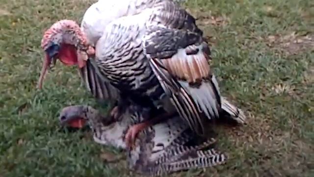 El Unico Que  Comer Pizca Para Fin De Año