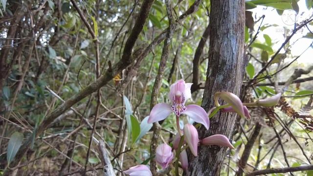 เอื้องสำเภางาม กล้วยไม้ดินที่ภูหลวง   Cymbidium Insigne  Rolfe