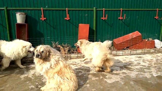 6 апреля 2018 г.(4)