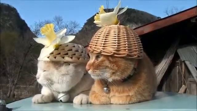 Кошачья медитация смотреть онлайн