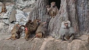 Mantelbabian / Hamadryas Baboon