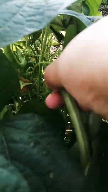 Beans #growingvegetables #beans #gardening #organicfarming #shorts смотреть онлайн