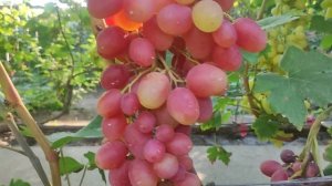 Виноград Соперник. (2023)