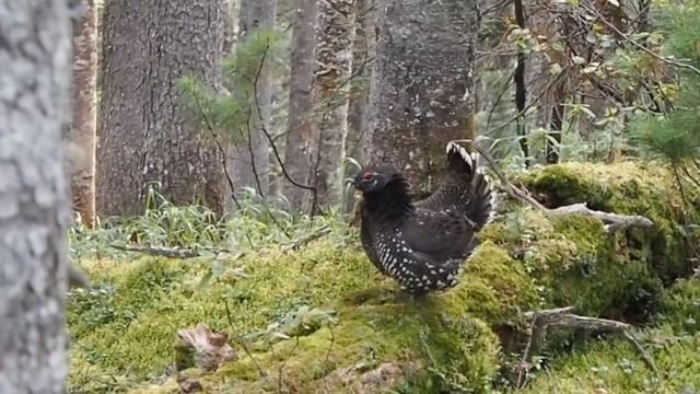 Дикуша смотреть онлайн