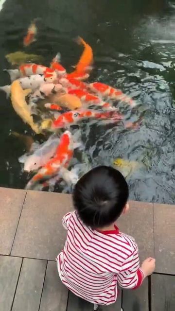 Betta Koi Pleco Snail Carp Fish Goldfish Angelfish Guppy Guppies Catfish animals Videos #63 смотреть онлайн