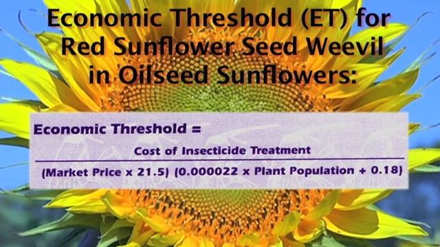 Scouting For Red Sunflower Seed Weevil In Sunflowers