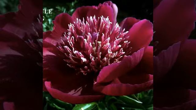 Peony flowers with names смотреть онлайн