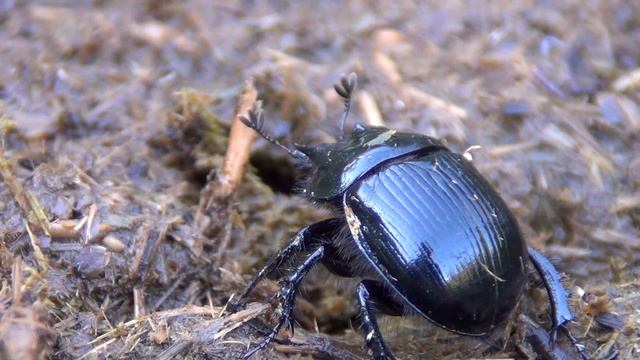 Escarabajo Pelotero смотреть онлайн