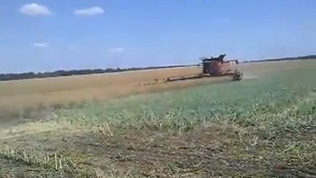 colza. AGRO KMR. смотреть онлайн