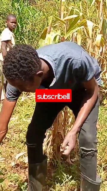 Harvesting corn 🌽 with hand 😌no machines смотреть онлайн
