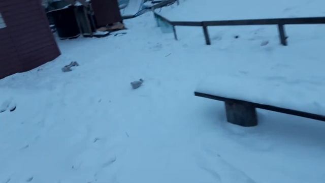🐖🐓Жираф замёрз или тяжкий труд животновода🐖🐓 смотреть онлайн
