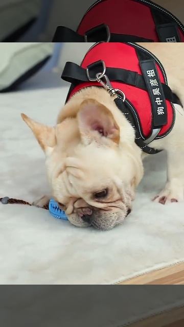 Keep Your Dog's Teeth Clean And Healthy With Our Toothbrush Toy