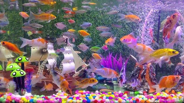 Hunting Found Colorful Aquarium Fish : Mosasaurus, Real Turtle, Seahorses, Triceratops смотреть онлайн