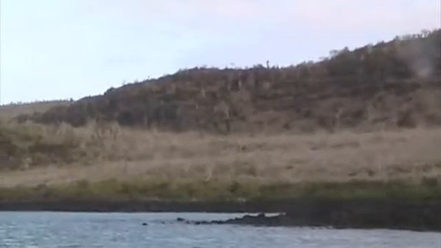 Rare Fishing-Pact of the Galapagos Brown Pelican and a Frigate Bird! Wait till the end! смотреть онлайн