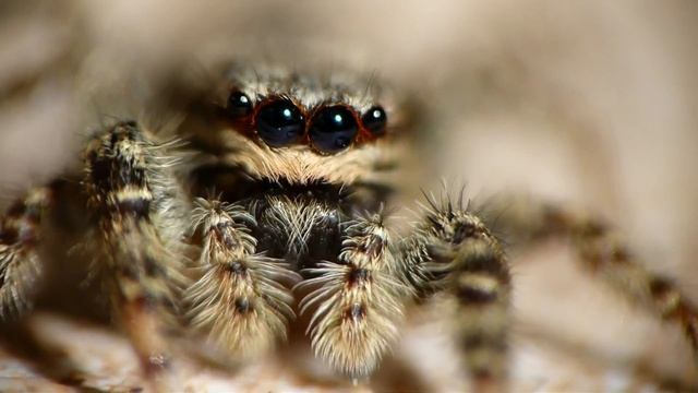 Rindenspringspinne FULL HD!!! смотреть онлайн