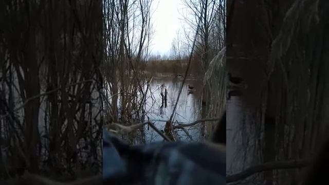 Работа подсадной утки. Весна 2019 г.
