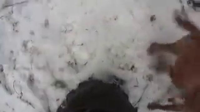 охота на зайца 29.11.21. с Боем. смотреть онлайн