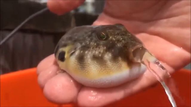 Рыба фугу всасывает воду смотреть онлайн