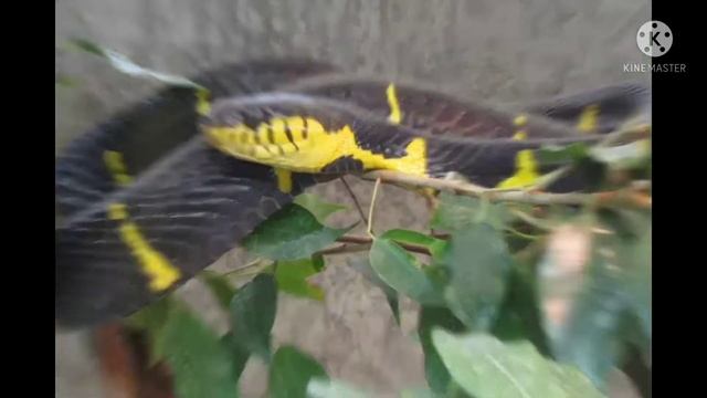 Цікаві факти про Мангрову змію!!! 😉😉😉 смотреть онлайн
