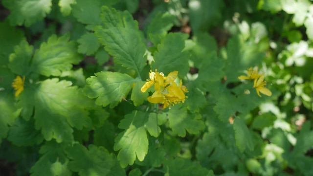 Chelidonium majus ou Grande Éclaire plante de l'Hérault смотреть онлайн