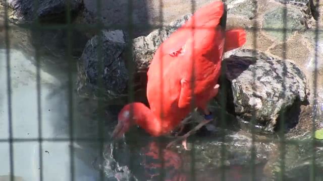 Scarlet Ibis ショウジョウトキの水浴び　カモたちも屋外に登場 смотреть онлайн
