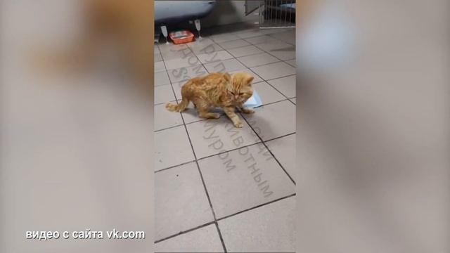 Кота в добрые руки