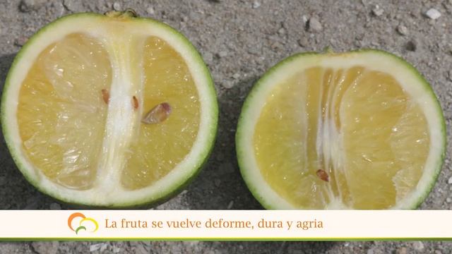 Una enfermedad mortal amenaza los citricos de California смотреть онлайн