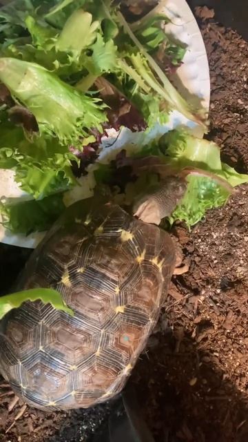 Delicious Greens! #tortoise