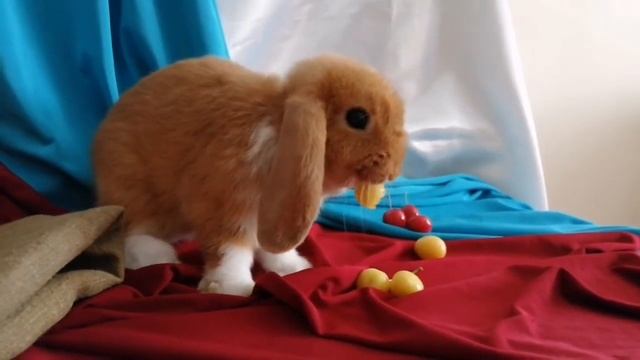 Карликовый крольчонок. Из Ягодки. Мальчик красный плащевой