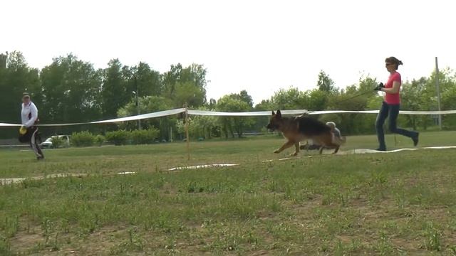 Гросефохнон Остап смотреть онлайн