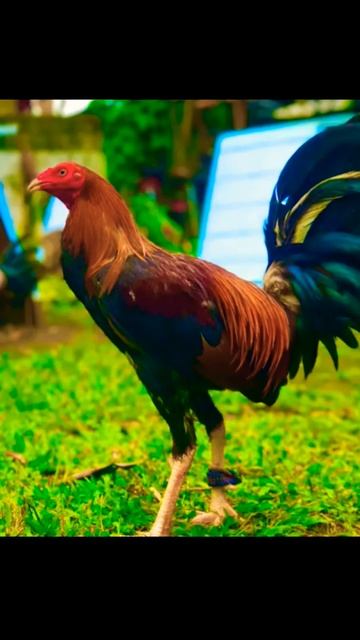 Grabe Na🐓🐓💪🏼💪🏼#chicken #rooster #ayam